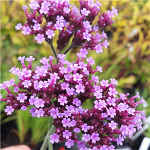 Verbena bonariensis Lollipop