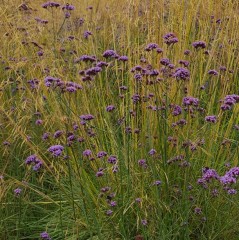 Verbena bonariensis