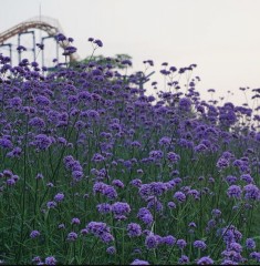 Verbena bonariensis