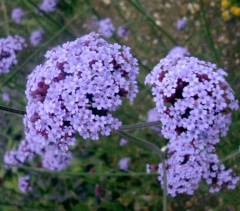 Verbena bonariensis