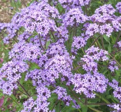 Verbena corymbosa Gravetye