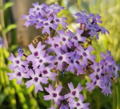 Verbena corymbosa Gravetye