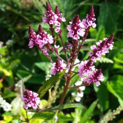 Verbena stricta