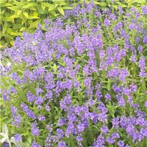 Veronica austriaca ssp. teucrium Knallblau