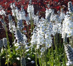 Veronica gentianoides