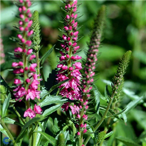 Veronica spicata Rotfuchs