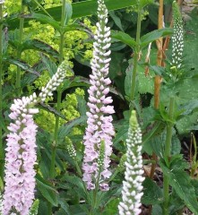 Veronicastrum virginicum Roseum