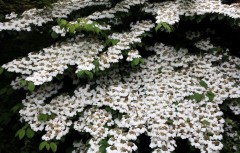 Viburnum plicatum Shasta