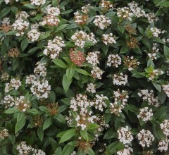 Viburnum tinus