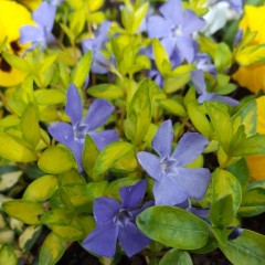 Vinca minor Illumination