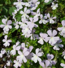 Viola cornuta Belmont Blue