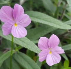 Viola cornuta Vita