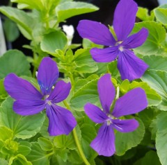 Viola cornuta