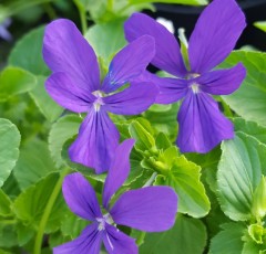 Viola cornuta