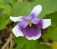 Viola hederacea