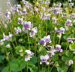 Viola hederacea