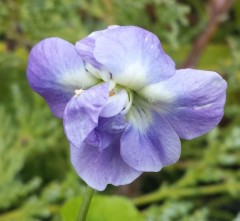 Viola odorata Bruneau