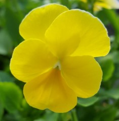 Viola Sunshine