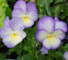 Viola Susie