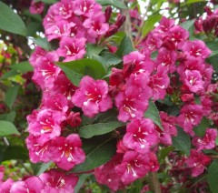 Weigela Bristol Ruby