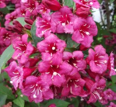 Weigela Bristol Ruby