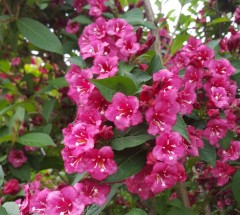 Weigela Bristol Ruby