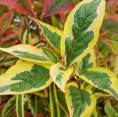 Weigela White Lightning