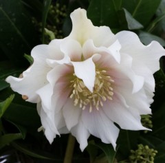 Helleborus x hybridus double white