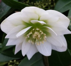 Helleborus x hybridus double white