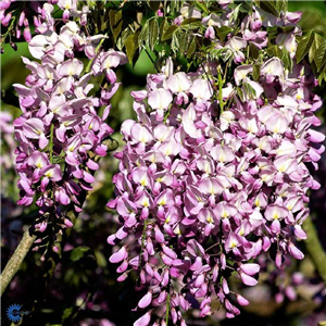 Wisteria sinensis