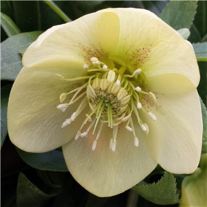 Helleborus x hybridus single primrose yellow