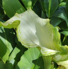 Zantedeschia aethiopica Green Goddess