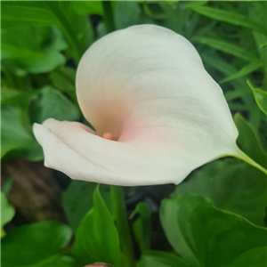 Zantedeschia aethiopica Kiwi Blush