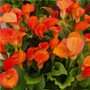 Zantedeschia (Calla Lily) Lady Marmalade