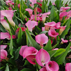 Zantedeschia (Calla Lily) Le Chique