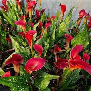 Zantedeschia (Calla Lily) Red Emotion