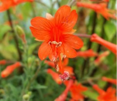 Zauschneria californica