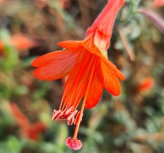 Zauschneria californica