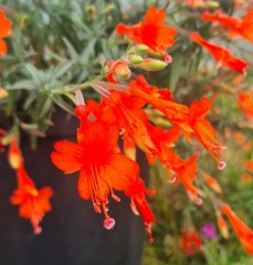 Zauschneria californica