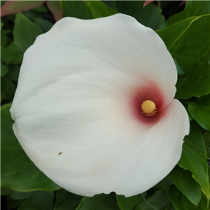 Zantedeschia aethiopica Pink Marshmallow