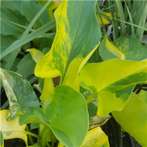 Zantedeschia aethiopica Pershore Fantasia