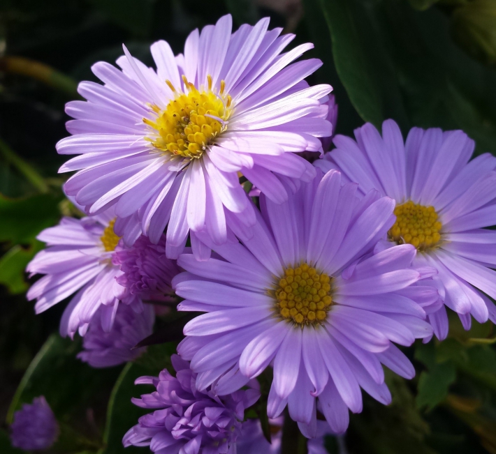 Michaelmas Daisies Archives - Farmyard Nurseries