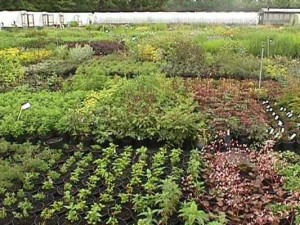 nursery4