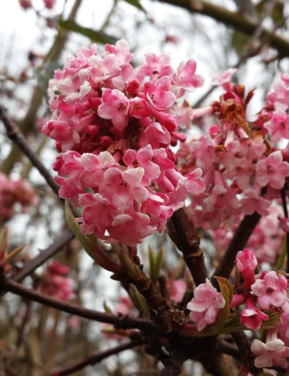 Viburnum bodnantense ‘Dawn’ - Farmyard Nurseries