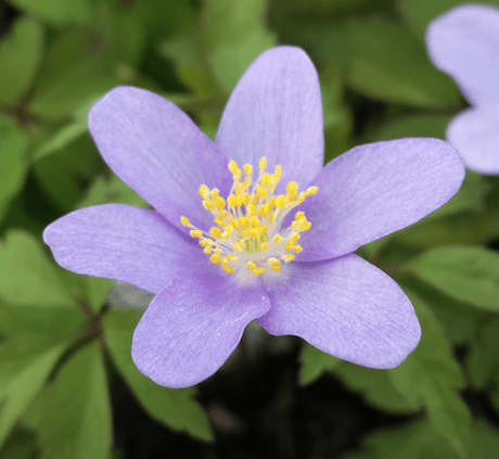 Anemone nemorosa ‘Royal Blue’ - Farmyard Nurseries