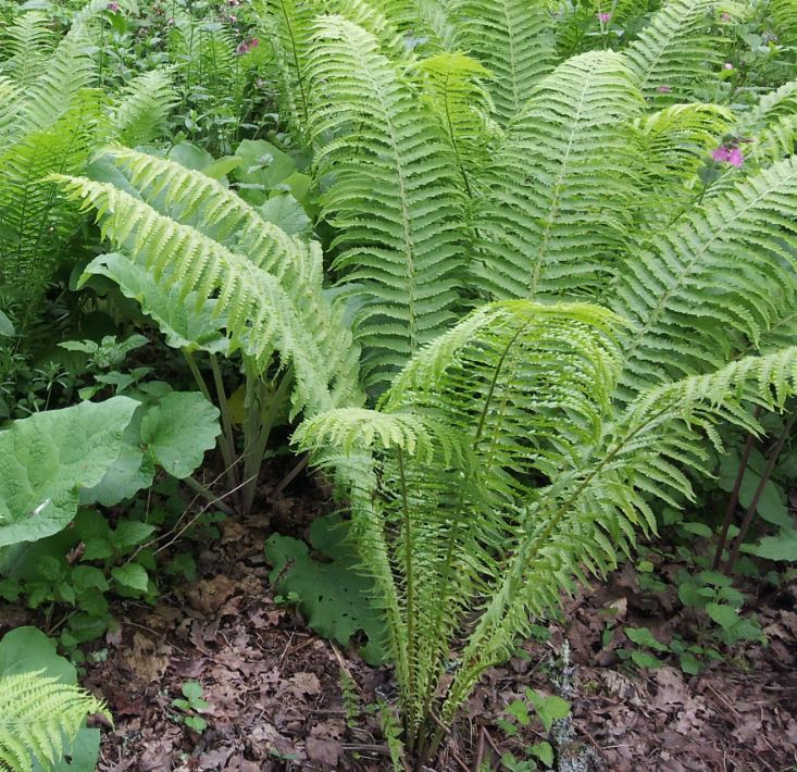 Matteuccia struthiopteris (Shuttlecock fern) - Farmyard Nurseries