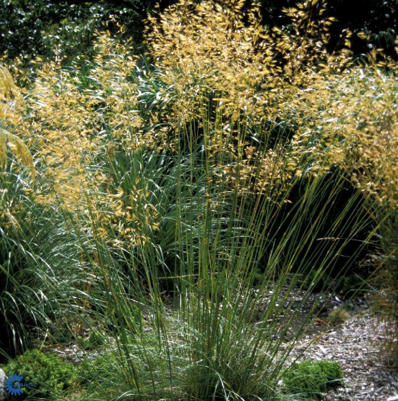 stipa gigantea