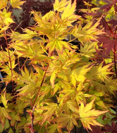 Acer palmatum 'Aureum' - Farmyard Nurseries