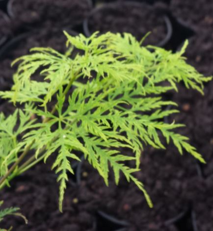 acer20palmatum20emerald20lace.jpg