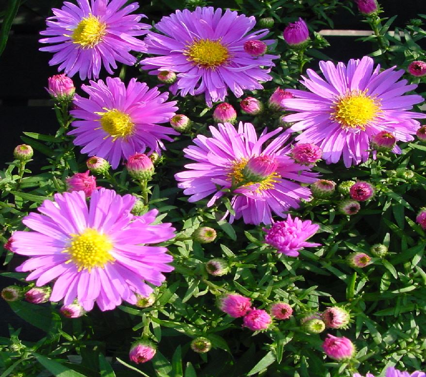 Aster novi-belgii 'Little Pink Beauty' - Farmyard Nurseries